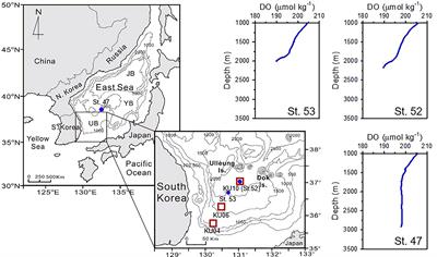 Sediment-Derived Dissolved Organic Matter Stimulates Heterotrophic Prokaryotes Metabolic Activity in Overlying Deep Sea in the Ulleung Basin, East Sea